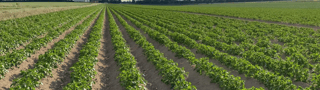 Akkerbouw en fruitteelt