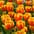 Snijbloemen