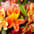 Alstroemeria (snij)