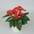 Anthurium (snij)