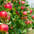 Appel