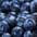 Blauwe bes
