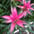 Bromelia (pot)
