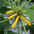 Courgette
