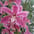 Cymbidium (snij)