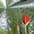 Amaryllis (snij)