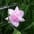 Freesia (snij)