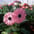 Gerbera (pot)