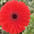 Gerbera (snij)