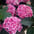 Hortensia (pot)