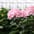 Hortensia (snij)