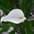 Zantedeschia (snij)