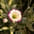 Lisianthus (snij)
