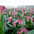 Zantedeschia (pot)