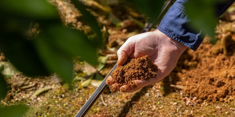 Fertigatie: hogere gewasopbrengst, minder verspilling 