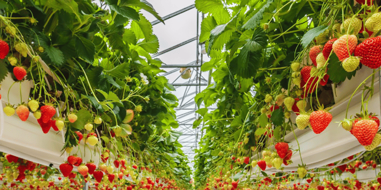 Oplossingen voor glastuinbouw