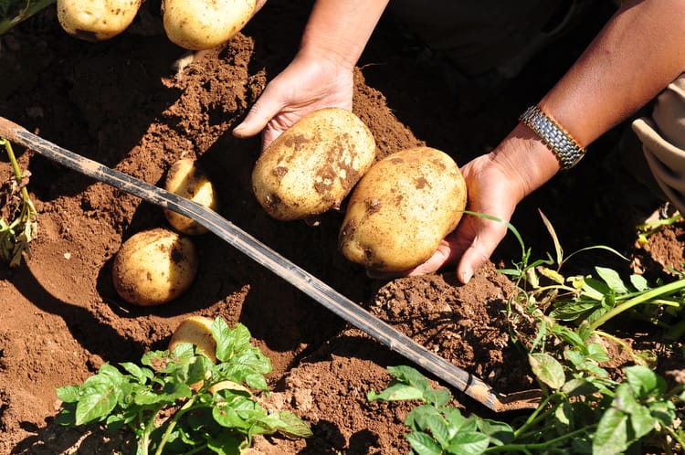 China Inner Mongolia Potato field 21