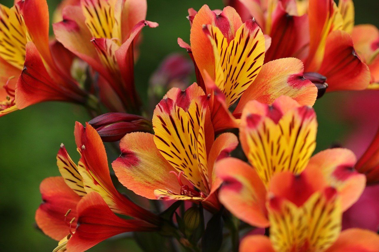 Alstroemeria (snij)