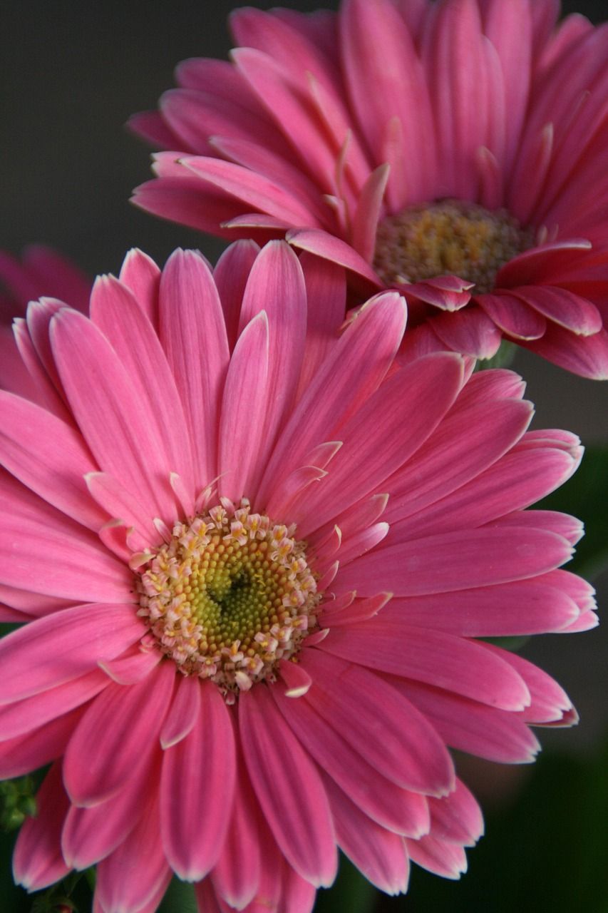 Gerbera (snij)