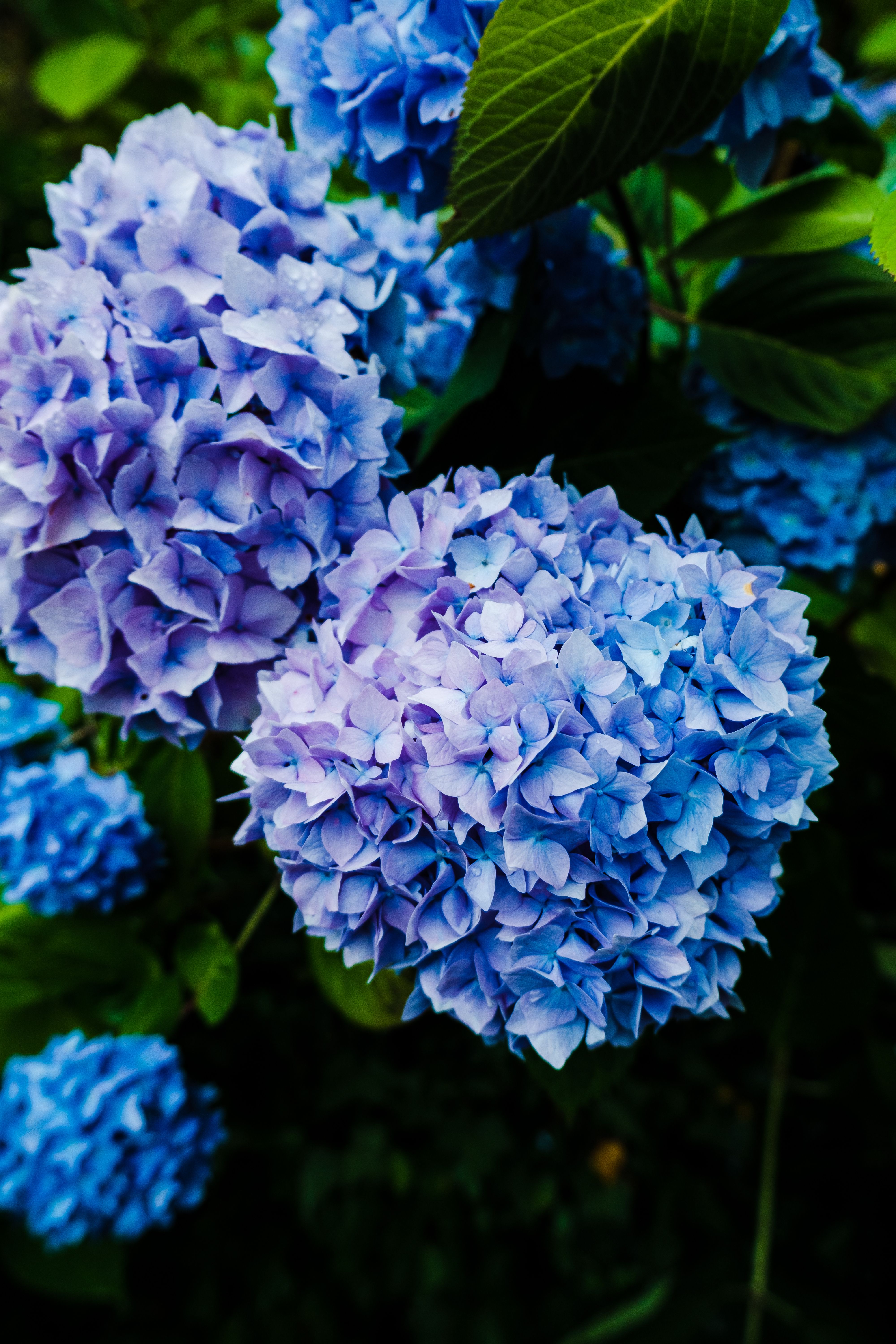 Hortensia (snij)