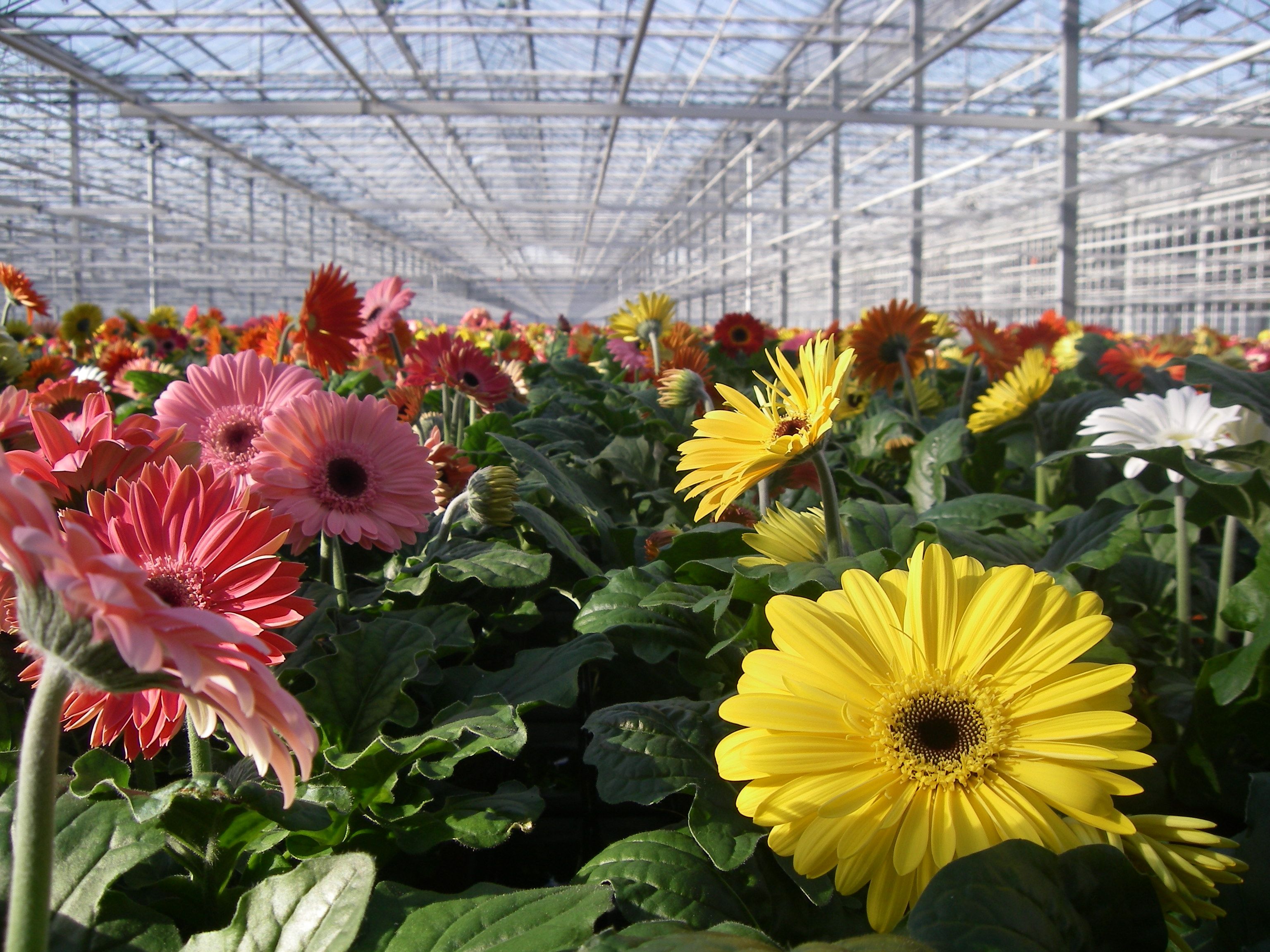 Chrysant (pot)