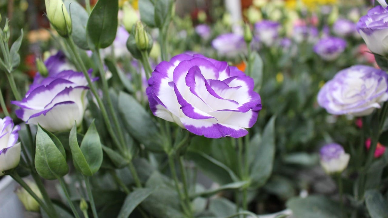 Lisianthus (snij)