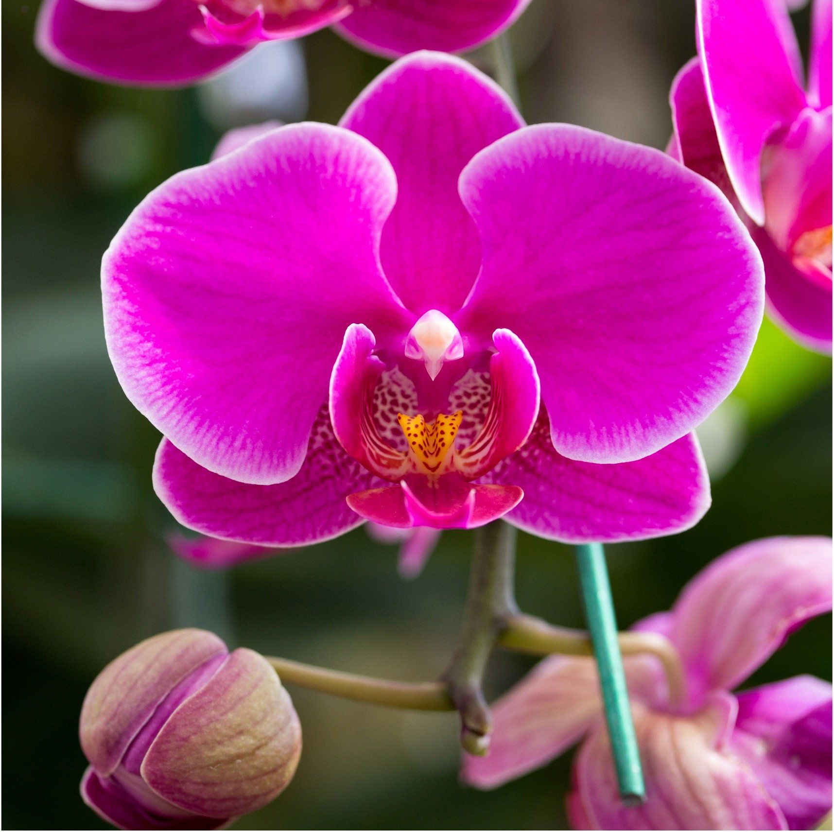 Phalaenopsis (pot)