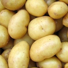 Aardappel