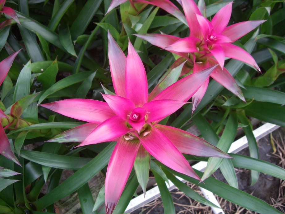 Bromelia (pot)