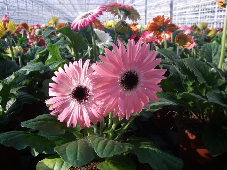Gerbera (pot)