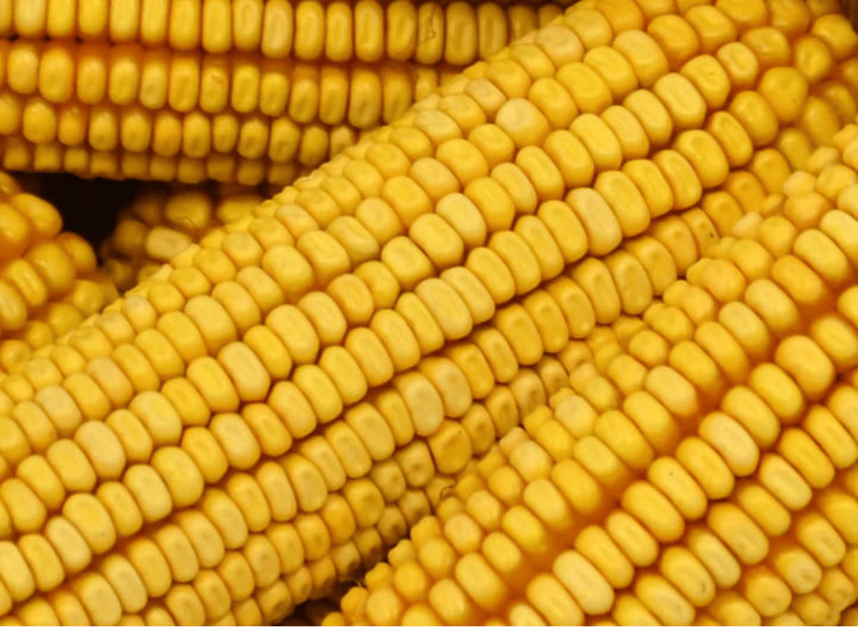 Maïs